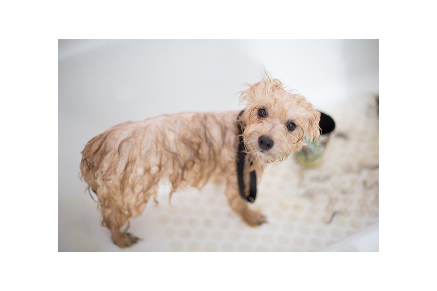 Kąpiel psów - jak to robić?