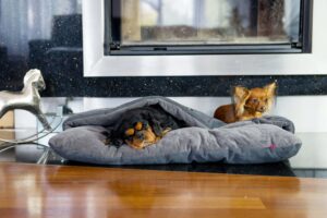 Legowisko dla psa Rockford szare XL